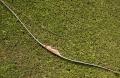 Hawk Hunter GL